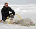 Shawn Dahle with a spotted seal, prior to tagging.